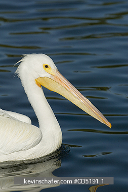 PELICANS: American White Pelican (Pelecanus erythrorhynchos) West Coast Florida USA
