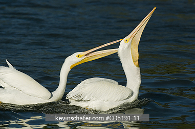 PELICANS: American White Pelican  (Pelecanus erythrorhynchos) fighting, West Coast Florida USA