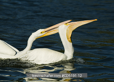 PELICANS: American White Pelican (Pelecanus erythrorhynchos) West Coast Florida USA