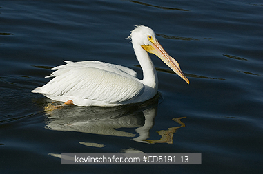 PELICANS: American White Pelican (Pelecanus erythrorhynchos) West Coast Florida USA