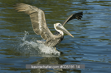 PELICANS: Brown Pelican, (Pelecanus occidentalis,) juvenile landing, West Coast, Florida USA