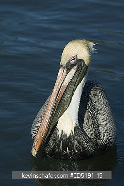 PELICANS: Brown Pelican, (Pelecanus occidentalis,) adult, West Coast, Florida USA