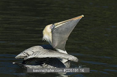 PELICANS: Brown Pelican, (Pelecanus occidentalis), swallowing fish, West Coast, Florida USA