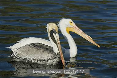 PELICANS: American White Pelican and Brown Pelican, West Coast, Florida, USA PHOTO SHOWS COMPARISON OF SIZE