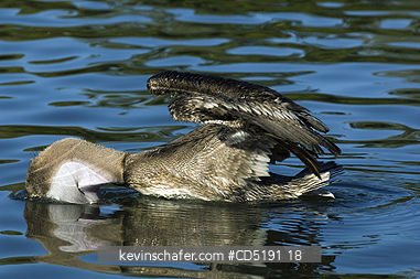 PELICANS: Brown Pelican, (Pelecanus occidentalis), Looking underwater, West Coast, Florida, USA