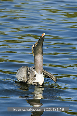 PELICANS: Brown Pelican, (Pelecanus occidentalis), Swallowing fish, West Coast, Florida, USA