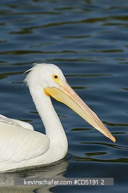 PELICANS: American White Pelican (Pelecanus erythrorhynchos) West Coast Florida USA