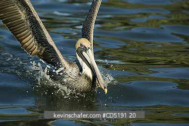 PELICANS: Brown Pelican, (Pelecanus occidentalis), Adult landing, West Coast, Florida, USA