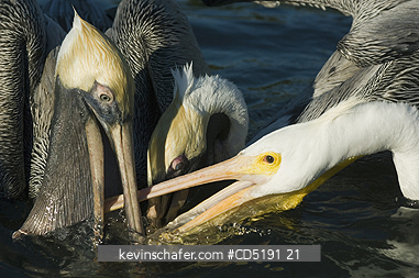 PELICANS: Larger American White Pelican tries to steal food from Brown Pelicans,
West Coast, Florida, USA