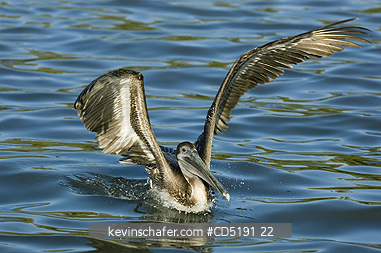 PELICANS: Brown Pelican, (Pelecanus occidentalis), juvenile landing, West Coast, Florida, USA