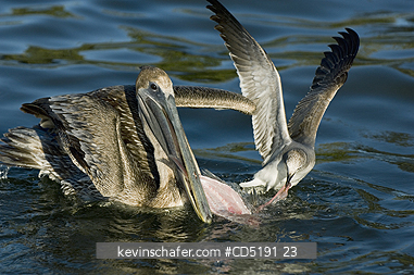PELICANS: Brown Pelican juvenile and Laughing Gull fighting for fish, Gulf Coast, Florida, USA