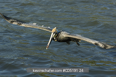 PELICANS: Brown Pelican, (Pelecanus occidentalis), Adult in flight, West Coast, Florida, USA