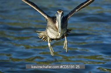 PELICANS: Brown Pelican, (Pelecanus occidentalis), juvenile landing, Gulf Coast, Florida, USA