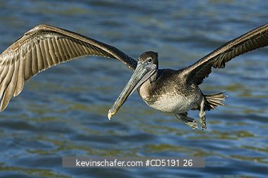 PELICANS: Brown Pelican, (Pelecanus occidentalis), juvenile landing, Gulf Coast, Florida, USA