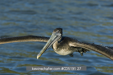 PELICANS: Brown Pelican, (Pelecanus occidentalis), juvenile landing, Gulf Coast, Florida, USA