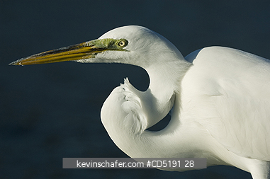 EGRETS: Great Egret, (Egretta alba), Gulf Coast, Florida, USA