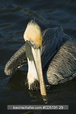 PELICANS: Brown Pelican, (Pelecanus occidentalis), Adult, Gulf Coast, Florida, USA