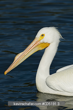 PELICANS: American White Pelican (Pelecanus erythrorhynchos) West Coast Florida USA