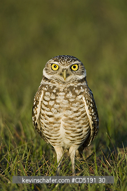 OWLS: Burrowing Owl, (Athene cunicularia), Cape Coral, FL