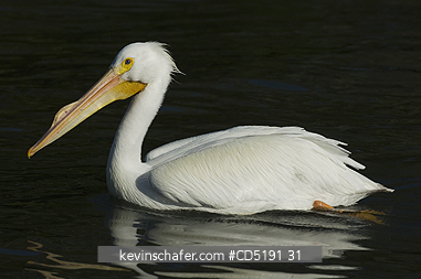 PELICANS: American White Pelican, (Pelecanus erythrorhynchos), West Coast, Florida, USA