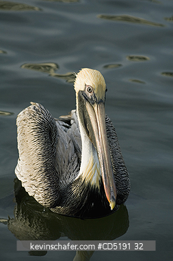 PELICANS: Brown Pelican, (Pelecanus occidentalis), Adult ,Gulf Coast, Florida, USA