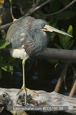 HERONS: Tricolored Heron, (Egretta tricolor), Ding Darling Refuge; Sanibel Is., Florida