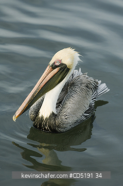 PELICANS: Brown Pelican, (Pelecanus occidentalis), Adult, Gulf Coast, Florida, USA