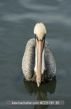 PELICANS: Brown Pelican, (Pelecanus occidentalis), Adult, Gulf Coast, Florida, USA