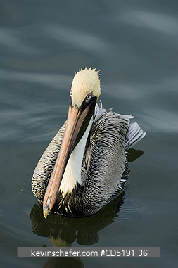 PELICANS: Brown Pelican, (Pelecanus occidentalis), Adult, Gulf Coast, Florida, USA
