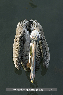 PELICANS: Brown Pelican, (Pelecanus occidentalis), Adult, Gulf Coast, Florida, USA
