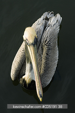 PELICANS: Brown Pelican, (Pelecanus occidentalis), Adult, Gulf Coast, Florida, USA