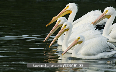 PELICANS: American White Pelican, (Pelecanus erythrorhynchos), Gulf Coast, Florida, WINTER