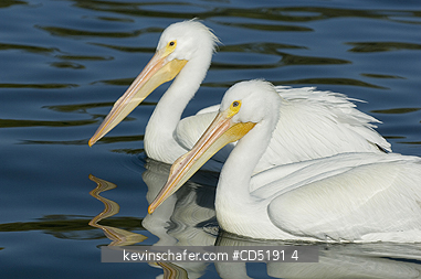 PELICANS: American White Pelican (Pelecanus erythrorhynchos) West Coast Florida USA