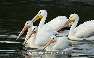 PELICANS: American White Pelican, (Pelecanus erythrorhynchos), Gulf Coast, Florida, WINTER