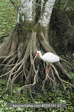 IBIS: White Ibis, (Eudocimus albus), Corkscrew Swamp Sanctuary, South Florida
