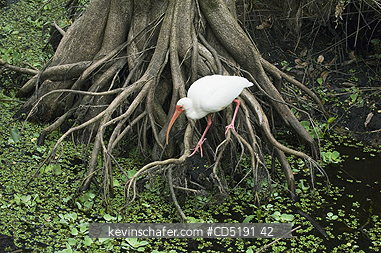 IBIS: White Ibis, (Eudocimus albus), Corkscrew Swamp Sanctuary, South Florida