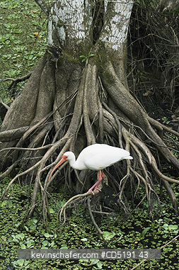 IBIS: White Ibis, (Eudocimus albus), Corkscrew Swamp Sanctuary, South Florida