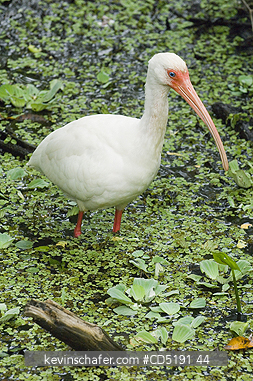 IBIS: White Ibis, (Eudocimus albus), Corkscrew Swamp Sanctuary, South Florida