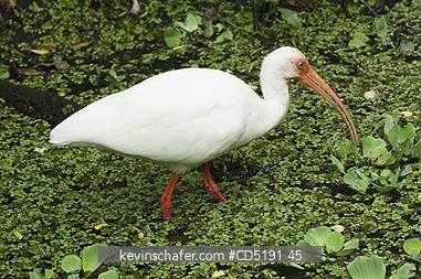 IBIS: White Ibis, (Eudocimus albus), Corkscrew Swamp Sanctuary, South Florida