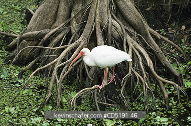 IBIS: White Ibis, (Eudocimus albus), Corkscrew Swamp Sanctuary, South Florida