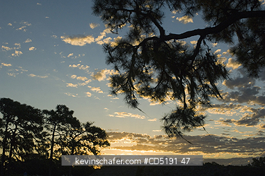 FLORIDA, TREES: Slash pine, (Pinus elliottii), and Spanish Moss, Sunrise, Venice, FL