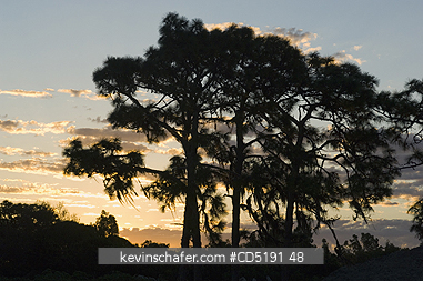 FLORIDA, TREES: Slash pine, (Pinus elliottii), and Spanish Moss, Sunrise, Venice, FL
