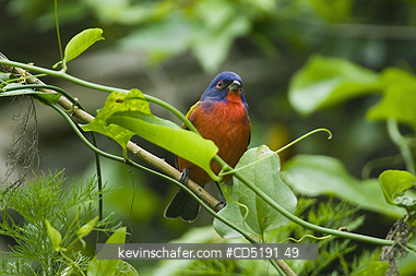 BUNTINGS, PAINTED: Painted Bunting, (Passerina ciris), Corkscrew Swamp Sanctuary, Florida