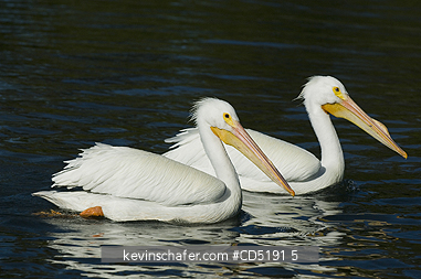 PELICANS: American White Pelican (Pelecanus erythrorhynchos) West Coast Florida USA