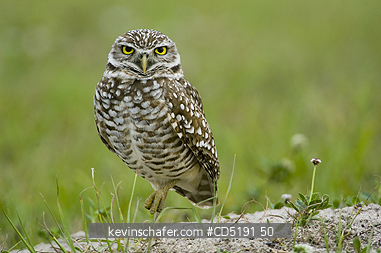 OWLS: Burrowing Owl, (Athene cunicularia), Cape Coral, Florida