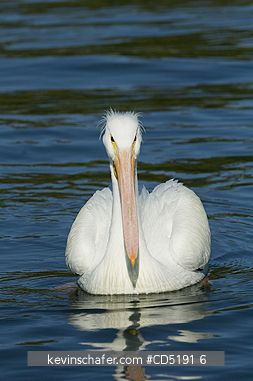 PELICANS: American White Pelican (Pelecanus erythrorhynchos) West Coast Florida USA