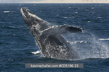 WHALES, HUMPBACKS: Humpback Whale, (Megaptera novaeangliae), breaching, CABO SAN LUCAS, Baja California, MEXICO