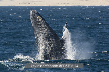 WHALES, HUMPBACKS: Humpback Whale, (Megaptera novaeangliae), breaching, CABO SAN LUCAS, Baja California, MEXICO