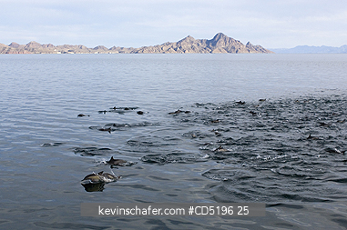 MEXICO, BAJA: Common Dolphins (Delphinus delphis) Large pod feeding, Sea of Cortes, Baja California, MEXICO