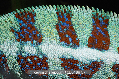 CHAMELEONS: Panther Chameleon, (Furcifer pardalis), Male, WESTERN MADAGASCAR : Detail of skin pattern
